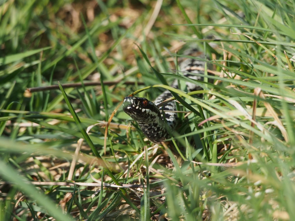 A male Adder