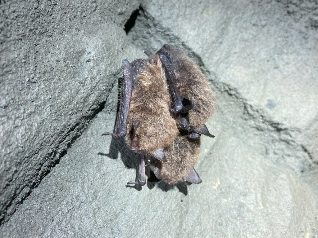 Three Whiskered / Brandt's bats hibernating in a mine